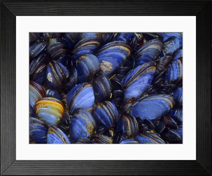 Framed Print : Common mussels clinging to a rock at low tide Cornwall, England, UK Framed Print : Common mussels clinging to a rock at low tide Cornwall, England, UK