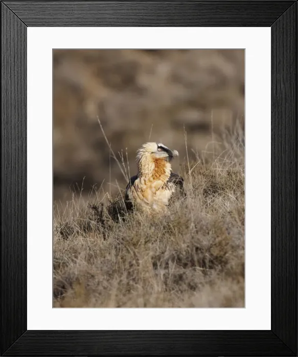Framed Print : Lammergeier / Bearded Vulture - adult on hillside - Spanish Pyrenees - January Framed Print : Lammergeier / Bearded Vulture - adult on hillside - Spanish Pyrenees - January