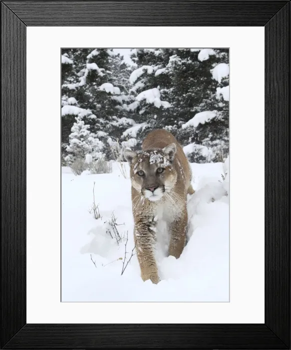 Framed Print : Cougar / Mountain Lion / Puma - in snow. Montana - USA Framed Print : Cougar / Mountain Lion / Puma - in snow. Montana - USA