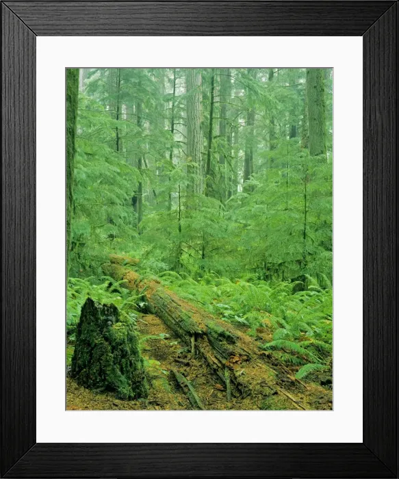Framed Print : Old growth Douglas Fir forest - with young hemlock trees. Pacific Northwest. SX133 Framed Print : Old growth Douglas Fir forest - with young hemlock trees. Pacific Northwest. SX133