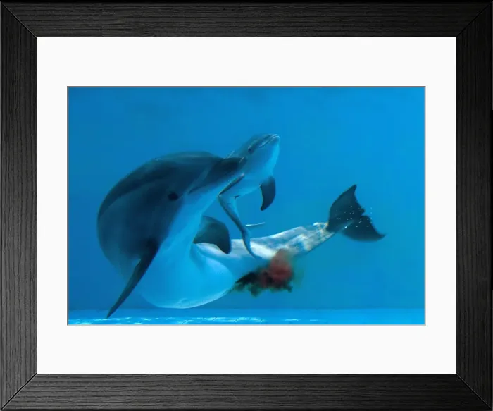 Framed Print : Bottlenose Dolphin - giving birth - showing new-born having just been delivered - Oltremare lagoon – Riccione – Italy The pregnancy lasted 54 weeks Framed Print : Bottlenose Dolphin - giving birth - showing new-born having just been delivered - Oltremare lagoon – Riccione – Italy The pregnancy lasted 54 weeks