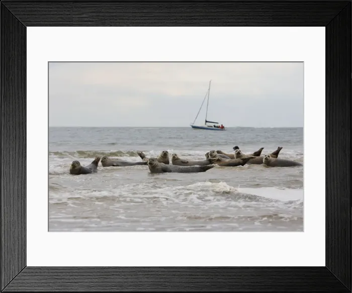 Framed Print : Common / Harbour Seal. Pensthorpe - Norfolk - UK Framed Print : Common / Harbour Seal. Pensthorpe - Norfolk - UK