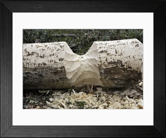 Framed Print : European Beaver - Poplar tree showing where Beaver has gnawed trunk. Kuhmo - Finland Framed Print : European Beaver - Poplar tree showing where Beaver has gnawed trunk. Kuhmo - Finland