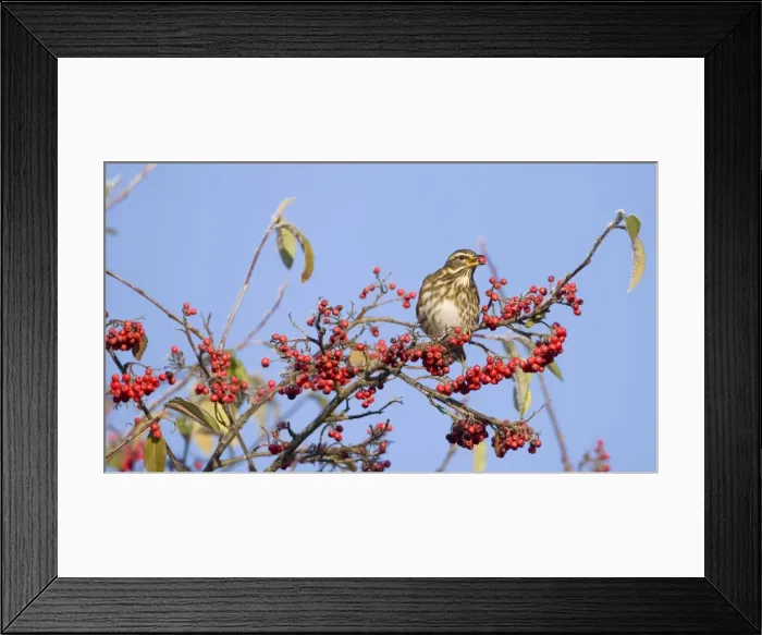 Framed Print : Fieldfare - perched on branch feeding on red berries in UK winter Framed Print : Fieldfare - perched on branch feeding on red berries in UK winter