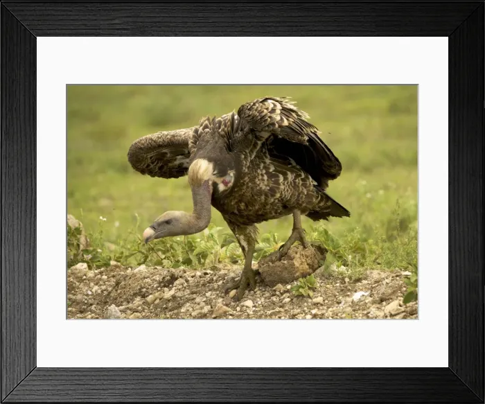 Framed Print : Ruppell's Vulture - Ngorongoro conservation area - Tanzania - Africa Framed Print : Ruppell's Vulture - Ngorongoro conservation area - Tanzania - Africa