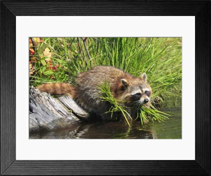 Framed Print : Raccoon - by water. Minnesota - USA Framed Print : Raccoon - by water. Minnesota - USA