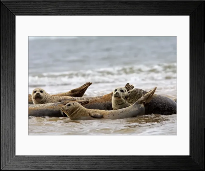 Framed Print : Common / Harbour Seal. Pensthorpe - Norfolk - UK Framed Print : Common / Harbour Seal. Pensthorpe - Norfolk - UK