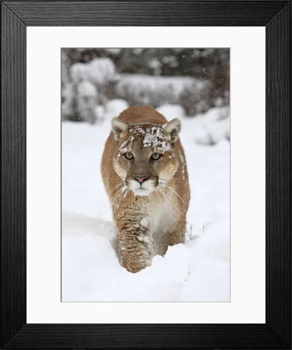 Framed Print : Cougar  /  Mountain Lion  /  Puma - running in snow. Montana - USA