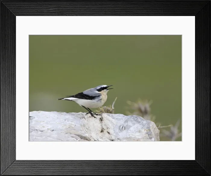 Framed Print : Norther Wheatear - male singing - perched on rock - spring - Southern Turkey Framed Print : Norther Wheatear - male singing - perched on rock - spring - Southern Turkey