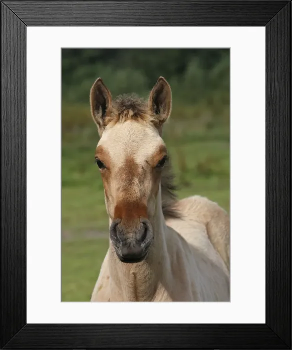Framed Print : Henson / Somme Horse - foal in field. France. Is a bloodstock French born in the early 1970s on the site Marquenterre. Has been recognised by the French Ministry of Agriculture as a breed since 2003. Now found throughout the Bay of Somme Framed Print : Henson / Somme Horse - foal in field. France. Is a bloodstock French born in the early 1970s on the site Marquenterre. Has been recognised by the French Ministry of Agriculture as a breed since 2003. Now found throughout the Bay of Somme