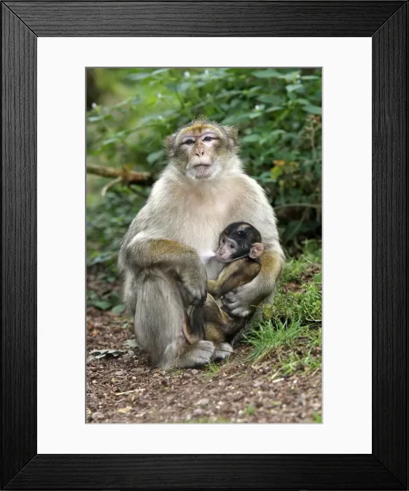 Framed Print : Barbary Macaque - adult with baby feeding. La Montagne des Singes - Kintzheim - Alsace - France