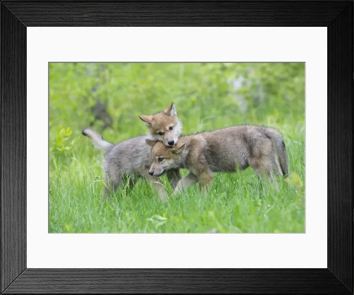 Framed Print : Timber / Grey Wolf - cubs. Minnesota - USA Framed Print : Timber / Grey Wolf - cubs. Minnesota - USA