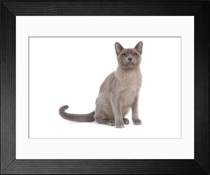 Framed Print : Cat - Burnmese Lilac Framed Print : Cat - Burnmese Lilac