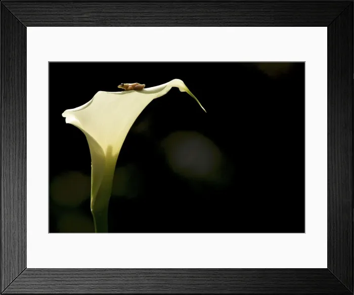 Framed Print : Montane Reed Frog - on Arum Lily - adult male - Nyungwe - Rwanda - Africa Framed Print : Montane Reed Frog - on Arum Lily - adult male - Nyungwe - Rwanda - Africa