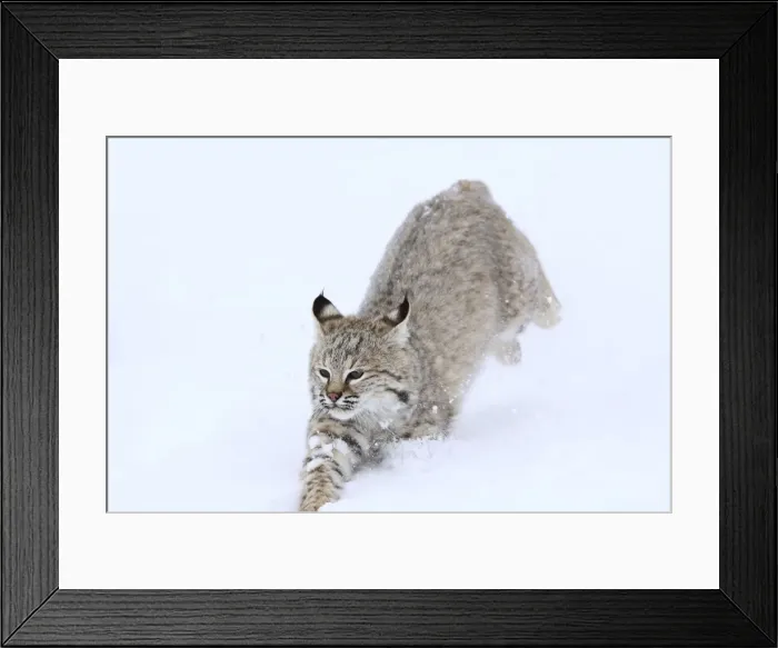 Framed Print : Bobcat - in snow. Montana - USA Framed Print : Bobcat - in snow. Montana - USA