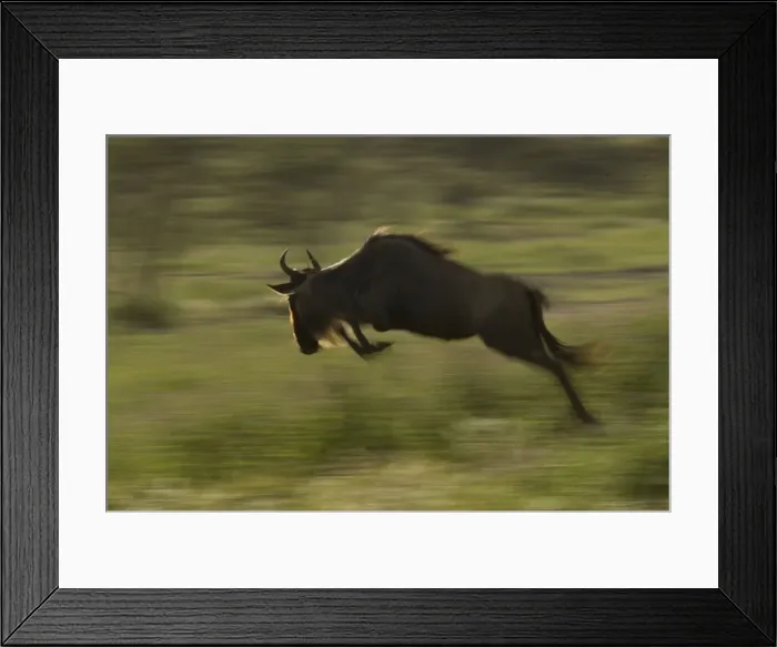 Framed Print : Wildebeest jumping - panning - Ngorongoro conservation area - Tanzania - Africa Framed Print : Wildebeest jumping - panning - Ngorongoro conservation area - Tanzania - Africa