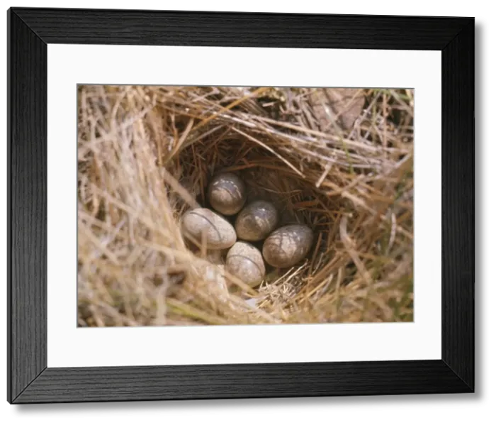 Framed Print : Horned / Shore Lark - eggs in nest Framed Print : Horned / Shore Lark - eggs in nest