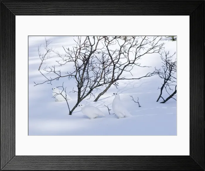 Framed Print : White-tailed Ptarmigans - in snow - Jasper National Park - Rocky Mountains - Alberta - Canada _B2A3036 Framed Print : White-tailed Ptarmigans - in snow - Jasper National Park - Rocky Mountains - Alberta - Canada _B2A3036