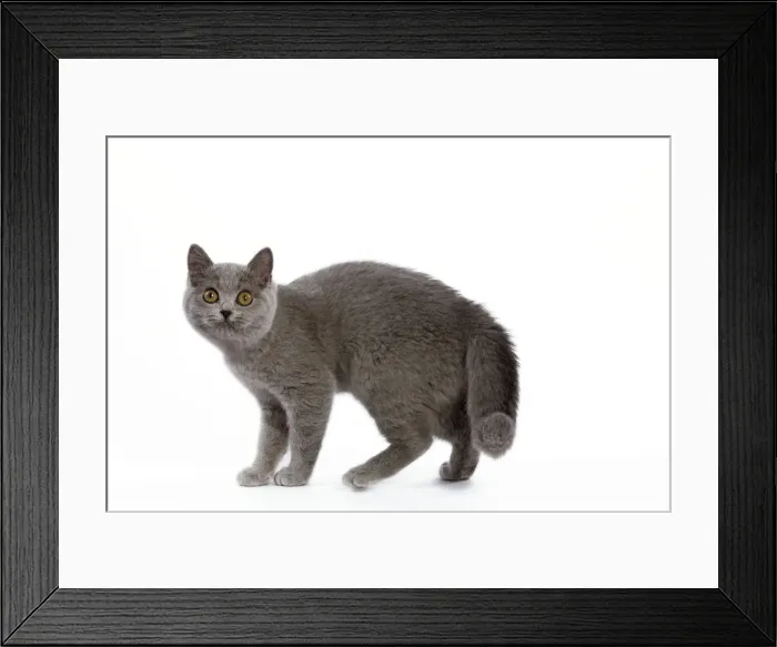 Framed Print : Cat - British Short Hair Blue - Kitten walking Framed Print : Cat - British Short Hair Blue - Kitten walking