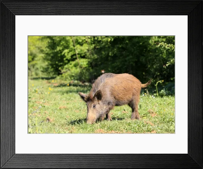 Framed Print : Wild Boar. Haute Saone - France Framed Print : Wild Boar. Haute Saone - France