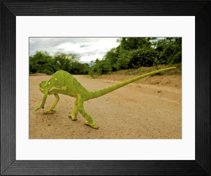 Framed Print : Flap Necked Chameleon - walking across road - Tanzania - Africa Framed Print : Flap Necked Chameleon - walking across road - Tanzania - Africa