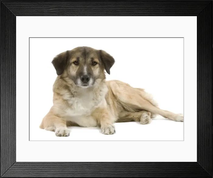 Framed Print : Aidi / Chien de L'Atlas (Morocco) Framed Print : Aidi / Chien de L'Atlas (Morocco)