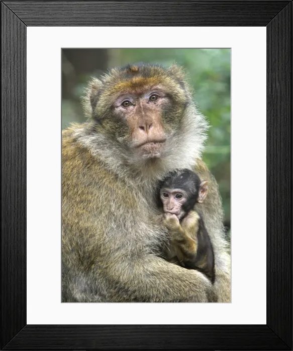 Framed Print : Barbary Macaque - adult with baby. La Montagne des Singes - Kintzheim - Alsace - France Framed Print : Barbary Macaque - adult with baby. La Montagne des Singes - Kintzheim - Alsace - France