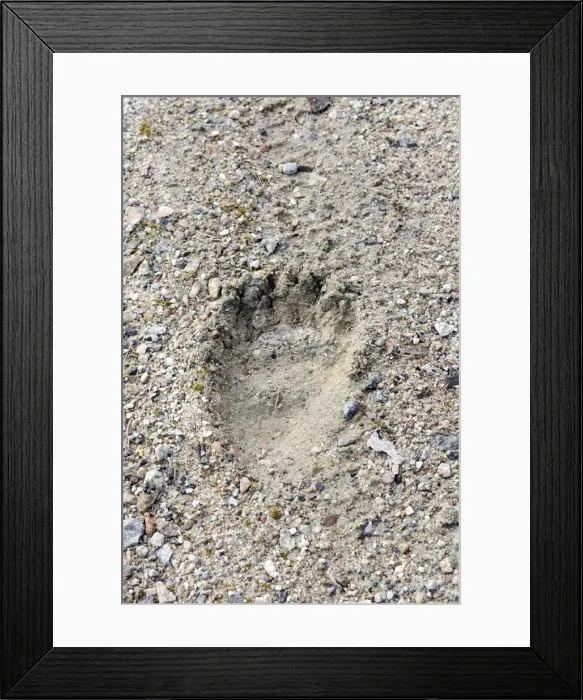 Framed Print : Brown Bear - paw print. Kuhmo - Finland Framed Print : Brown Bear - paw print. Kuhmo - Finland
