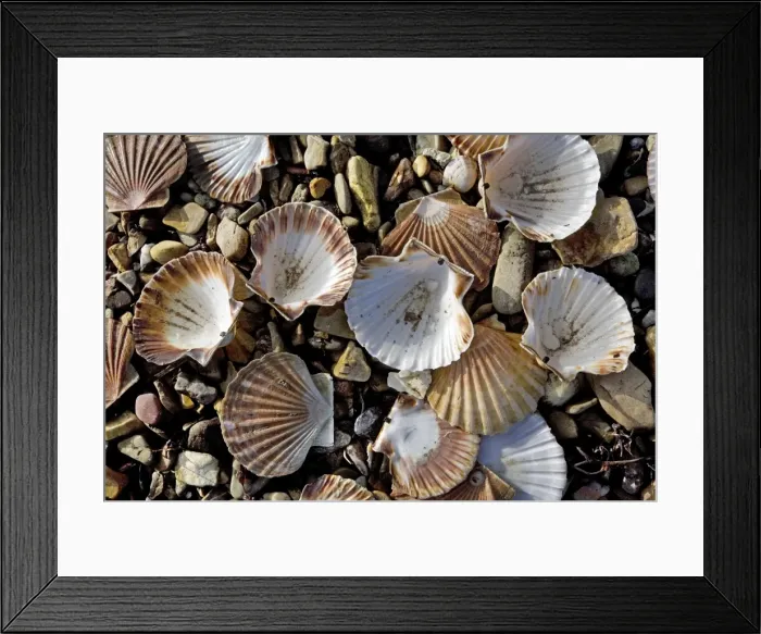 Framed Print : Scallops - Brittany - France Framed Print : Scallops - Brittany - France