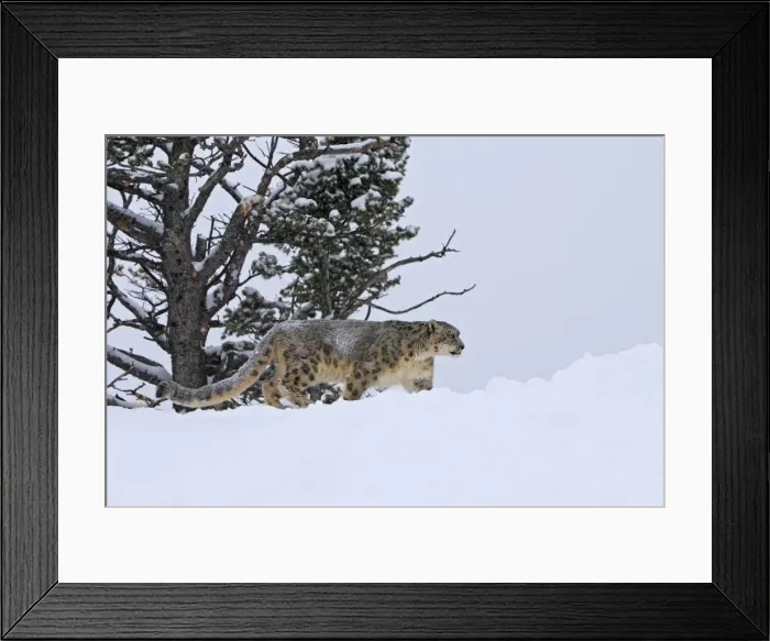 Framed Print : Snow leopard - in snow. Latin also Uncia uncia Framed Print : Snow leopard - in snow. Latin also Uncia uncia