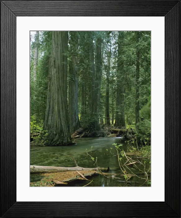 Framed Print : Old growth Western Red Cedar Pacific Northwest. SX811 Framed Print : Old growth Western Red Cedar Pacific Northwest. SX811