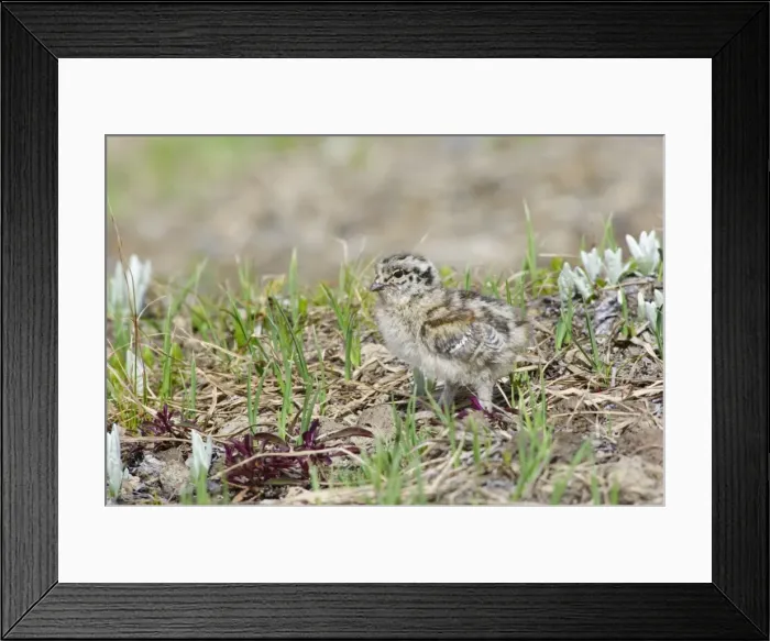 Framed Print : White-tailed Ptarmigan - young chick - Mount Rainier National Park - WA - Summer _AAX5928 Framed Print : White-tailed Ptarmigan - young chick - Mount Rainier National Park - WA - Summer _AAX5928
