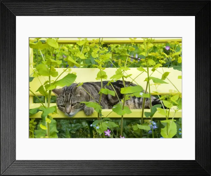 Framed Print : Tabby Cat - on yellow bench with green umbellifer, Smyrnium Framed Print : Tabby Cat - on yellow bench with green umbellifer, Smyrnium