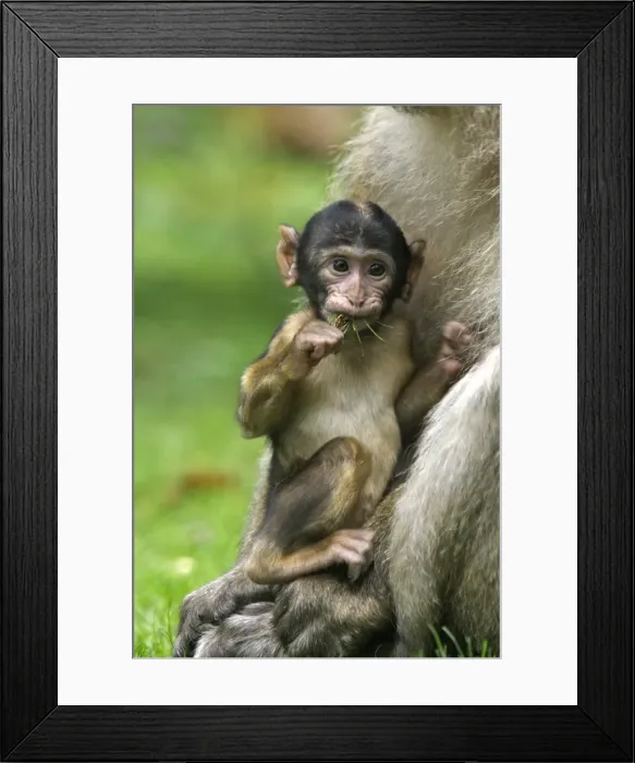 Framed Print : Barbary Macaque - adult with baby. La Montagne des Singes - Kintzheim - Alsace - France Framed Print : Barbary Macaque - adult with baby. La Montagne des Singes - Kintzheim - Alsace - France