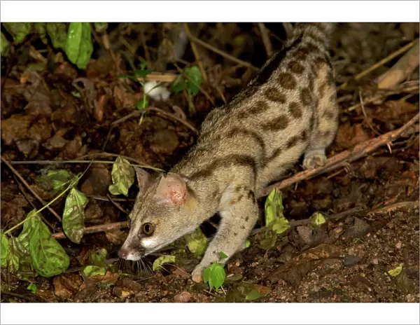 Blotched  /  Cape  /  Large- spotted Genet - walking on forest floor - Ruaha NP - Tanzania - Africa