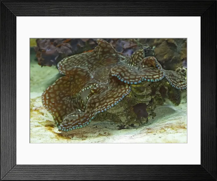 Framed Print : Fluted Giant clam / Squamosa Clam / Scaled Clam. Vancouver aquarium. Canada Framed Print : Fluted Giant clam / Squamosa Clam / Scaled Clam. Vancouver aquarium. Canada