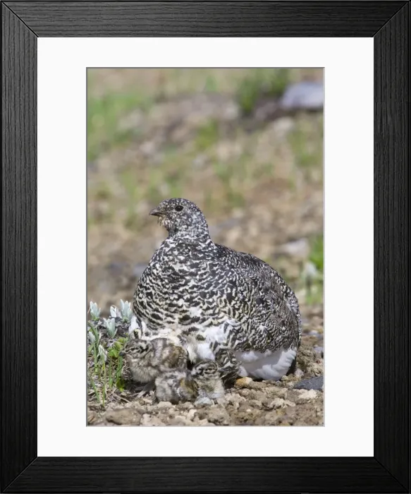 Framed Print : White-tailed Ptarmigans - mother with young chicks - Mount Rainier National Park - WA - Summer _AAX5848 Framed Print : White-tailed Ptarmigans - mother with young chicks - Mount Rainier National Park - WA - Summer _AAX5848