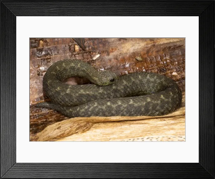 Framed Print : Barbour's Short Headed Viper - Tanzania - Africa Framed Print : Barbour's Short Headed Viper - Tanzania - Africa