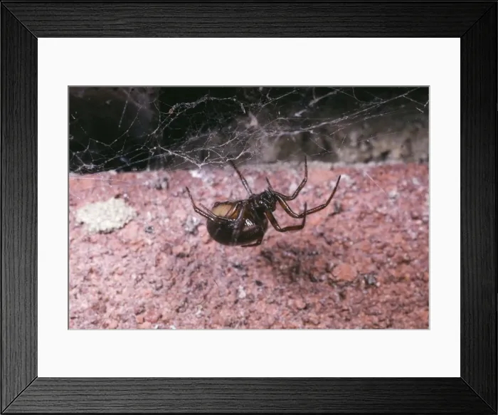 Framed Print : Glossy Black Spider - common around houses UK Framed Print : Glossy Black Spider - common around houses UK