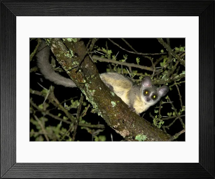 Framed Print : Northern Lesser Galago - at night on acacia branch - Ngorongoro Conservation Area - Tanzania - Africa Framed Print : Northern Lesser Galago - at night on acacia branch - Ngorongoro Conservation Area - Tanzania - Africa