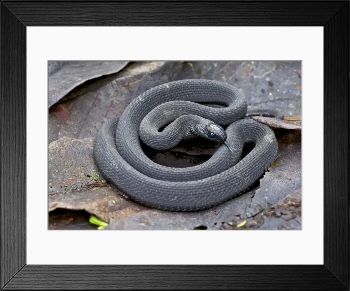 Framed Print : Montane Egg-eater - Nyungwe - Rwanda - Africa Framed Print : Montane Egg-eater - Nyungwe - Rwanda - Africa