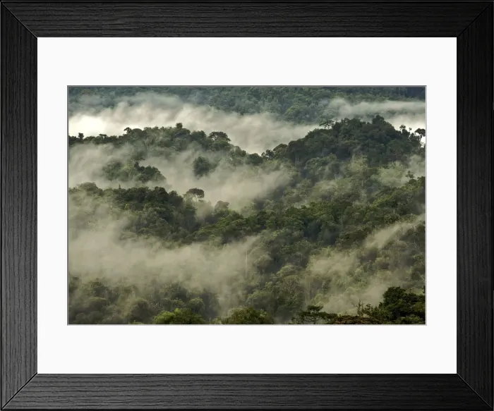 Framed Print : Forest canopy in the mist - Nyungwe - Rwanda - Africa Framed Print : Forest canopy in the mist - Nyungwe - Rwanda - Africa