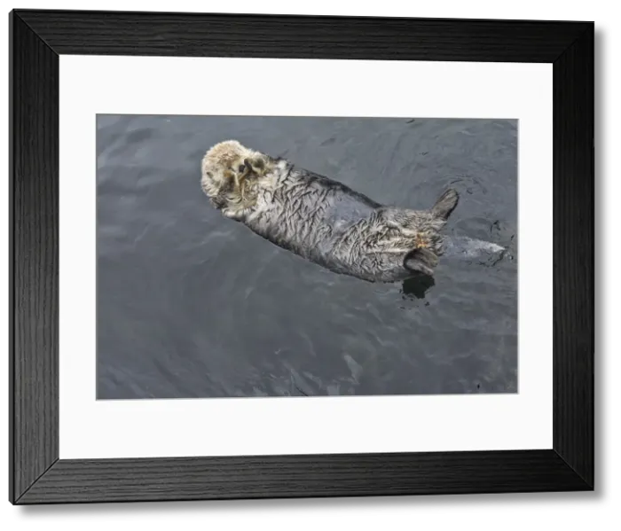 Framed Print : Sea Otter - floating on back covering eyes with paws. Vancouver Aquarium - British Colombia - Canada Framed Print : Sea Otter - floating on back covering eyes with paws. Vancouver Aquarium - British Colombia - Canada