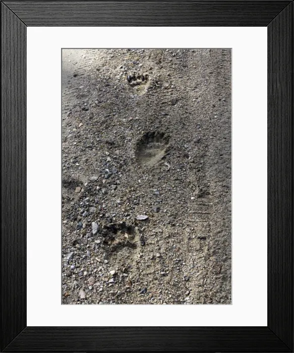Framed Print : Brown Bear - paw prints. Kuhmo - Finland Framed Print : Brown Bear - paw prints. Kuhmo - Finland