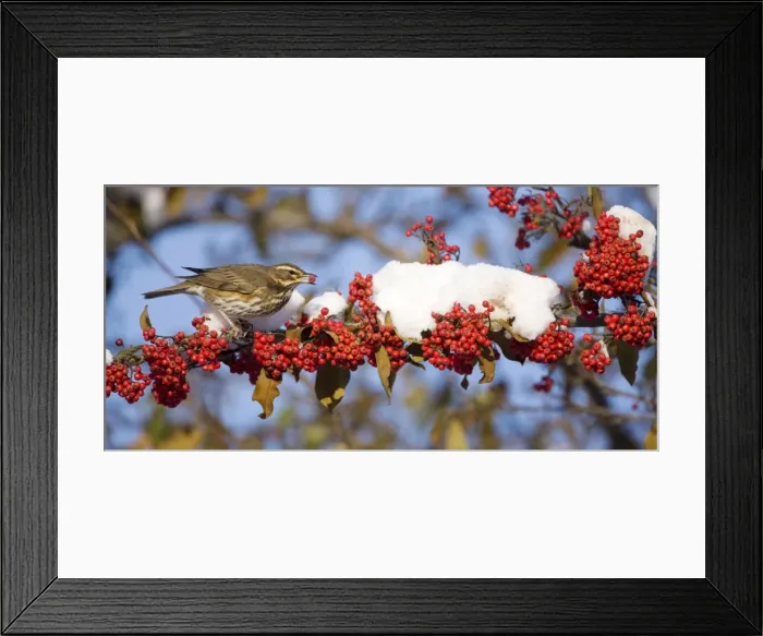 Framed Print : Redwing - with red berry in mouth - perched on branch covered in red berries and snow UK January Framed Print : Redwing - with red berry in mouth - perched on branch covered in red berries and snow UK January