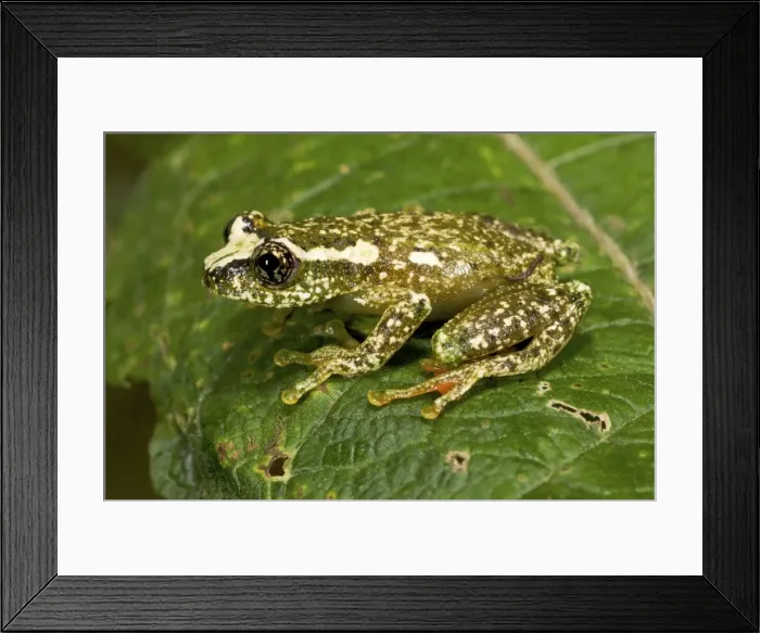 Framed Print : White-snouted Reed Frog - adult male on leaf - Nyungwe - Rwanda - Africa Framed Print : White-snouted Reed Frog - adult male on leaf - Nyungwe - Rwanda - Africa