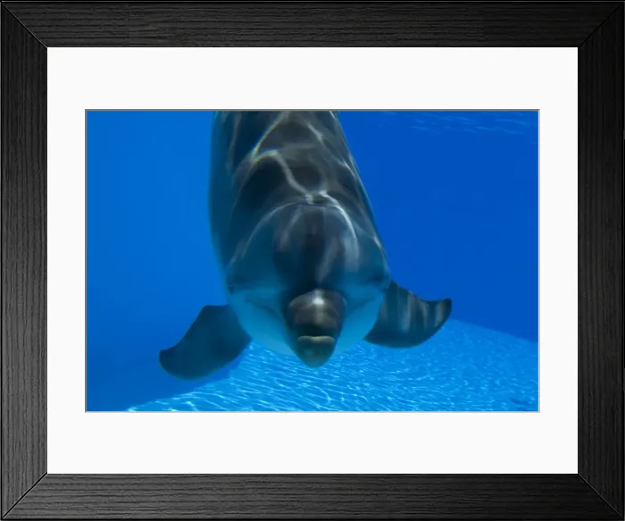 Framed Print : Bottlenose Dolphin - Malta Framed Print : Bottlenose Dolphin - Malta