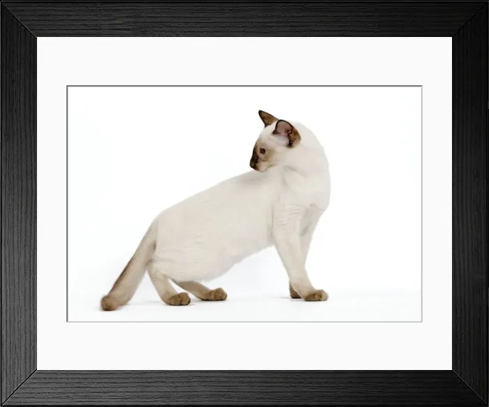 Framed Print : Cat - Balinese - Kitten - kitten walking - looking back