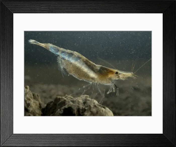 Framed Print : Freshwater Shrimp - female underwater Framed Print : Freshwater Shrimp - female underwater