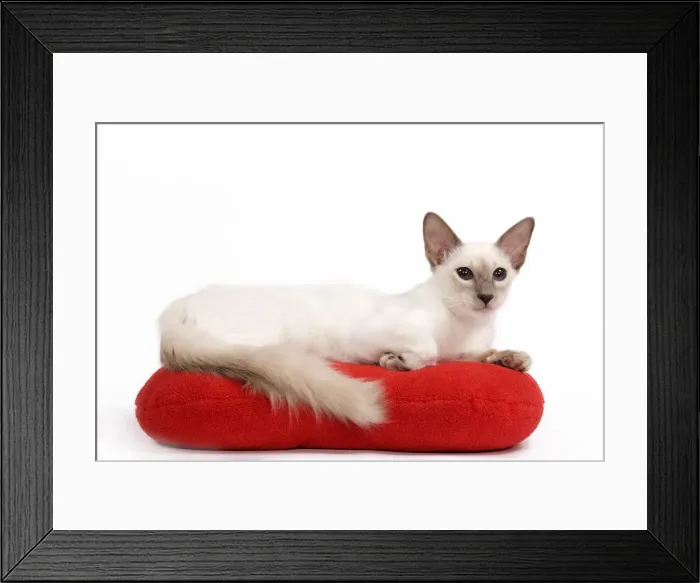 Framed Print : Cat - Balinese - Kitten lying down on pillow cushion Framed Print : Cat - Balinese - Kitten lying down on pillow cushion